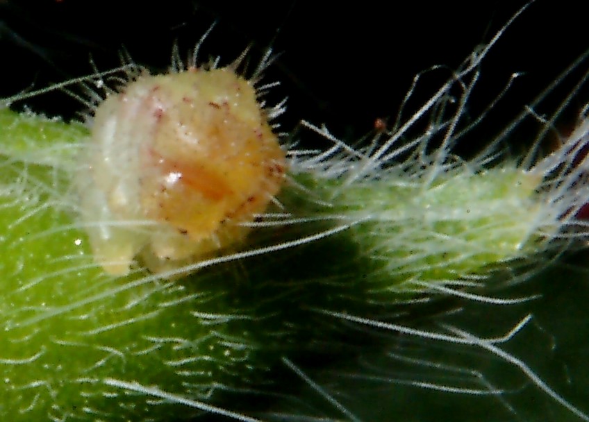 Ancora Cacyreus marshalli